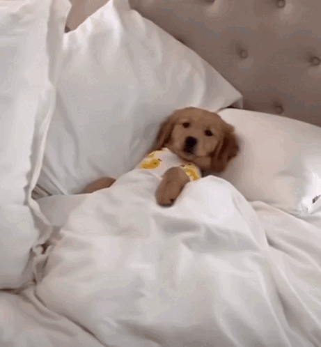 Puppy Lying Under Blanket
