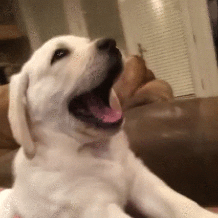 Puppy Make Me Yawn GIF
