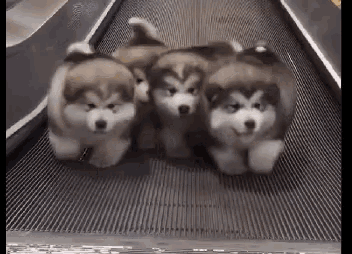 Puppy Malamutes Escalator Stroll GIF