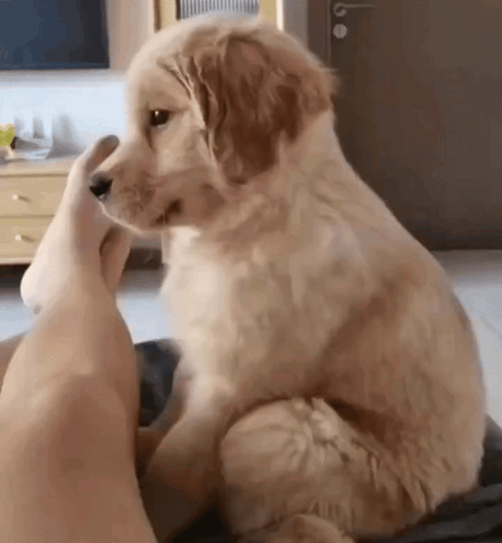 Puppy on Lap Looking at Foot