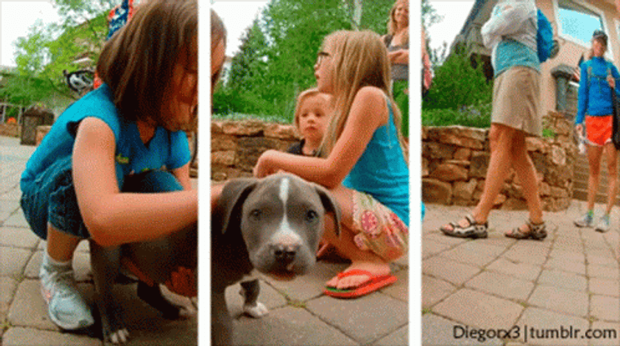 Puppy Passing On Border Optical Illusions GIF