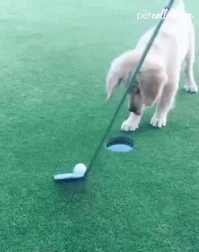 Puppy Playing Golf with Club and Ball