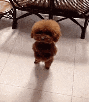 Puppy Poodle Cute Dance GIF