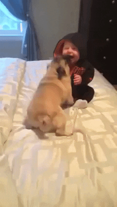 Puppy Pug Play Baby GIF