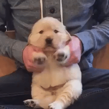 Puppy Retriever Drumming GIF