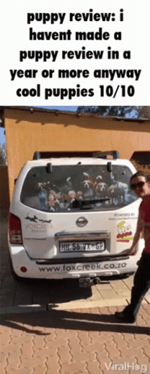 Puppy Review In A Year GIF