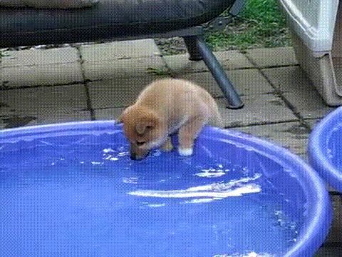 Puppy Shiba Inu Pool GIF