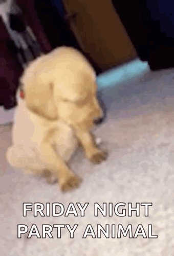 Puppy Sitting Friday Night Party Animal