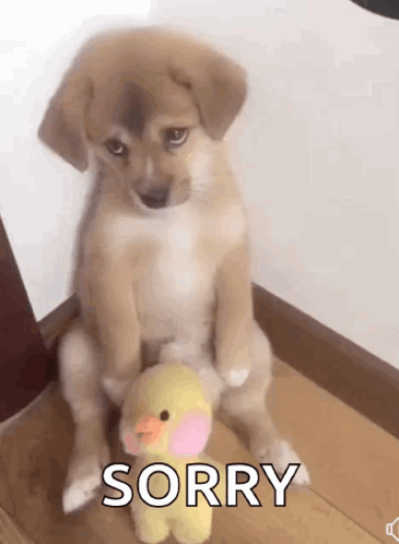 Puppy Sitting Next to Sorry Duck