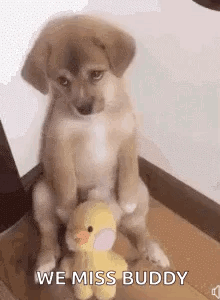 Puppy Sitting Next to Stuffed Duck