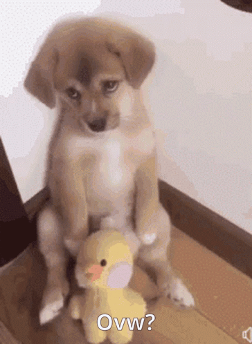 Puppy Sitting Next to Stuffed Duck Oww