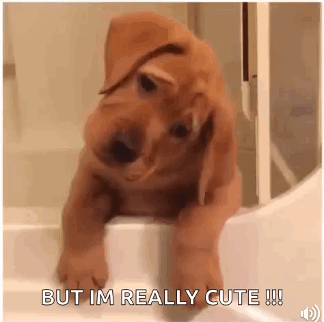 Puppy Sitting on Bathtub Edge
