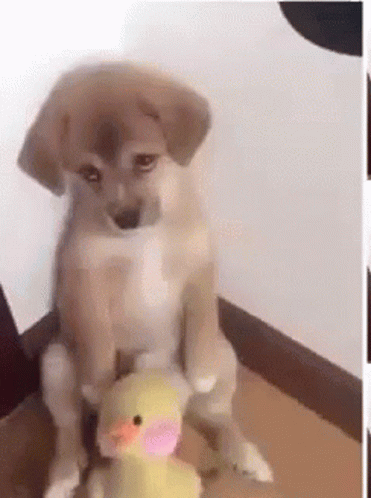 Puppy Sitting on Box With Duck on Back