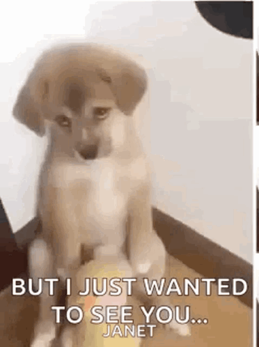 Puppy Sitting on Box With Janet Text