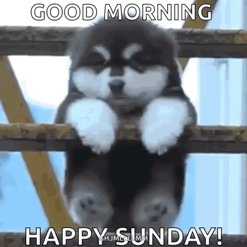 Puppy Sitting on Fence Saying Good Morning
