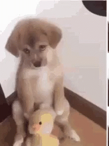 Puppy Sitting on Stuffed Duck Looking at Camera