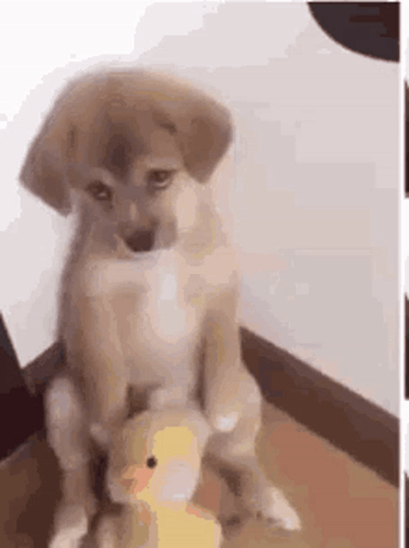 Puppy Sitting On Stuffed Duck Looking At Camera GIF
