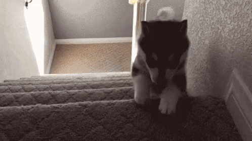 Puppy Sitting On Stuffed Duck Looking At Camera GIF