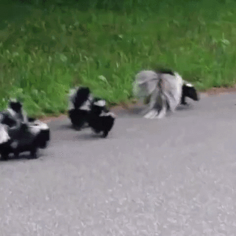 Puppy Sitting on Stuffed Duck Looking at Camera