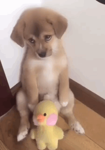 Puppy Sitting With Stuffed Duck