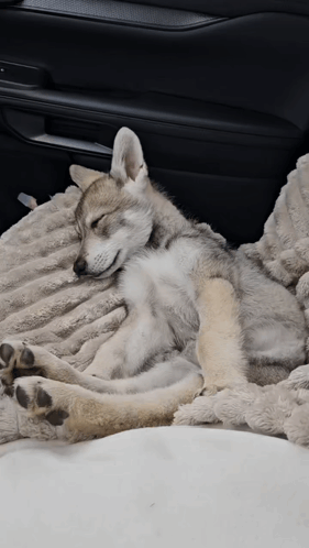 Puppy Sleeping on Blanket in Car