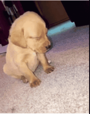 Puppy Sleeping On Carpet GIF