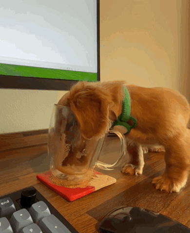 Puppy Sniffing Cup Next To Keyboard With End Key GIF