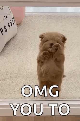 Puppy Standing On Hind Legs Omg You To GIF