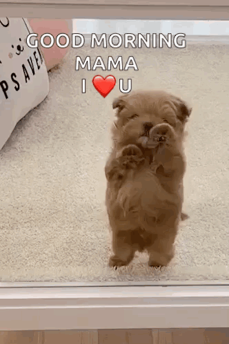 Puppy Standing On Hind Legs Saying Good Morning Mama I Love You GIF