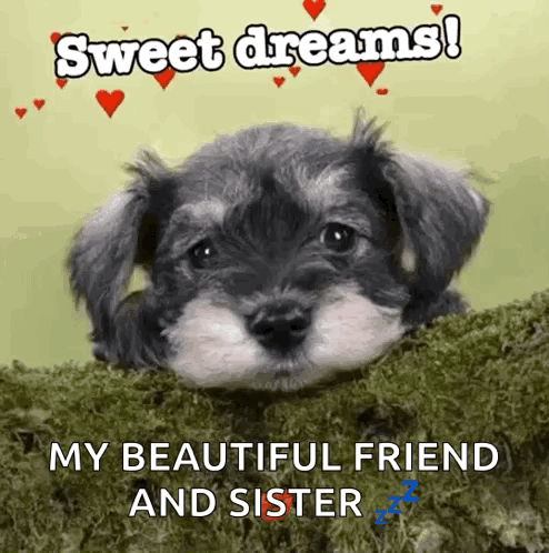 Puppy Sweet Dreams My Beautiful Friend And Sister GIF