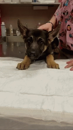 Puppy Throwing Up GIF
