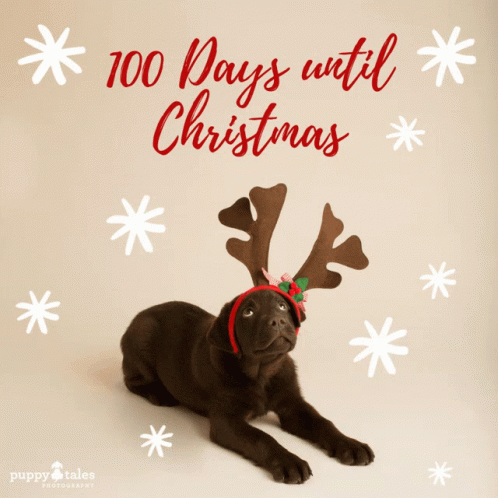 Puppy Wearing Reindeer Antlers 100 Days Until Christmas