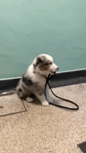 Puppy With Leash Sitting On Floor GIF