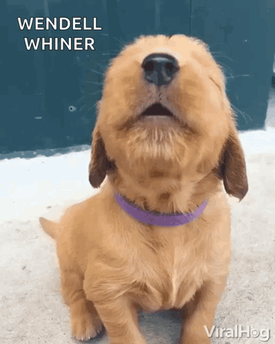 Puppy with Purple Collar Says We Dell Whiner
