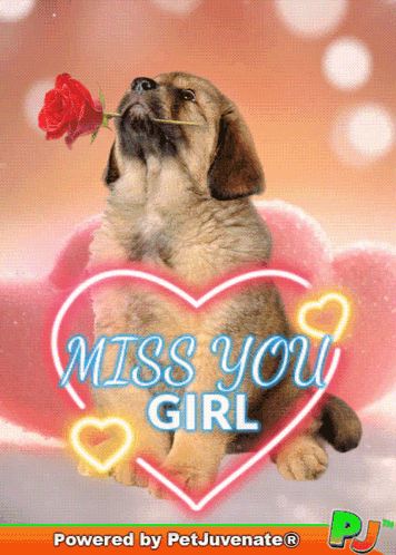 Puppy With Rose in Mouth Saying Miss You Girl