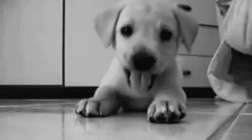 Puppy With Tongue Hanging Out GIF