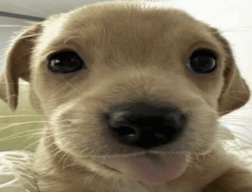 Puppy with Tongue Hanging Out
