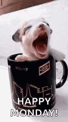 Puppy Yawning in Whiskey Cup