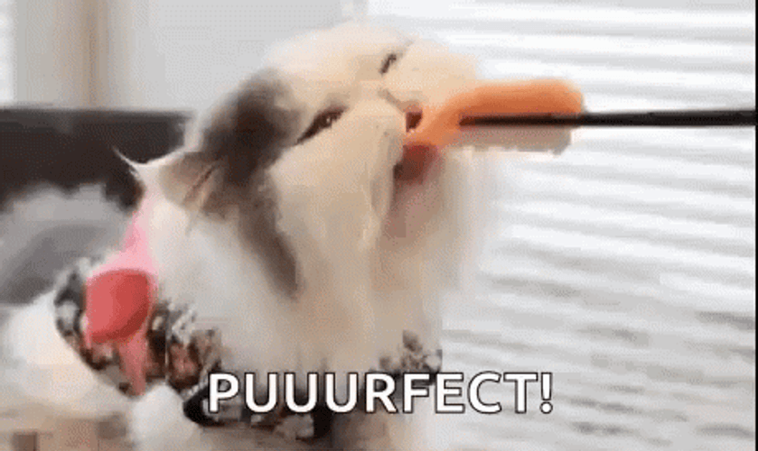 Purfect Yummy Sushi GIF