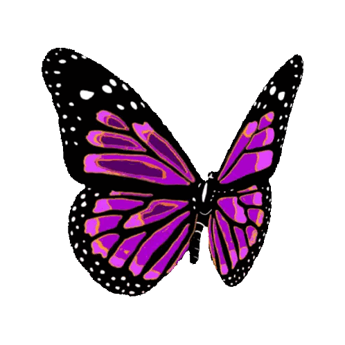 Purple and Black Butterfly with White Dots