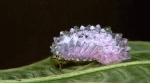 Purple And White Caterpillar On Leaf GIF