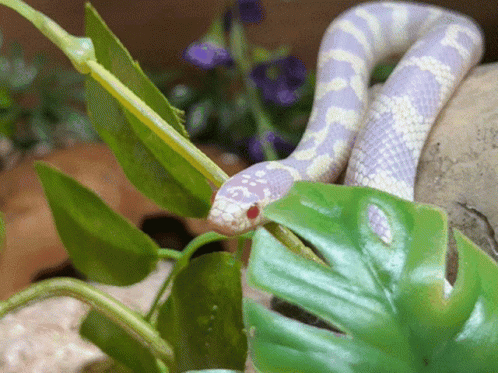 Purple And White Snake Sitting On Green Plant GIF
