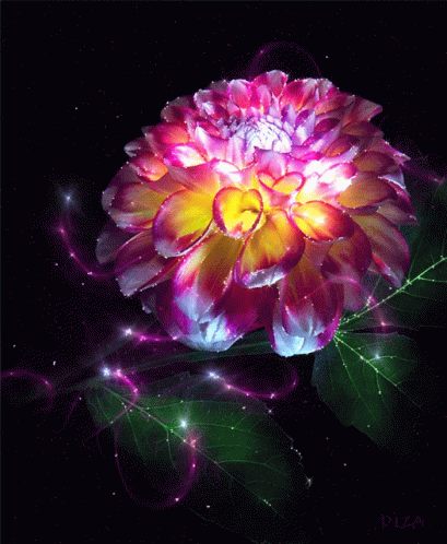 Purple And Yellow Flower With Diza GIF