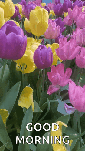 Purple and Yellow Flowers Good Morning