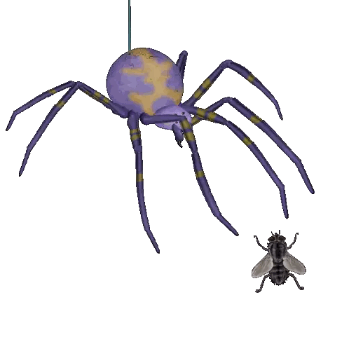 Purple and Yellow Spider Hanging Next to Fly