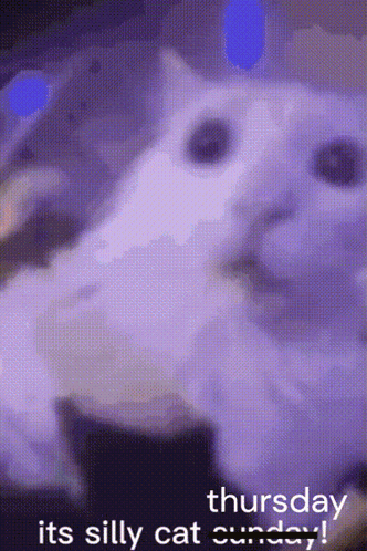 Purple Background Thursday Its Silly Cat Sunday