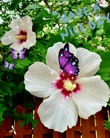 Purple Butterfly On White Flower Saying Have A Nice Day GIF