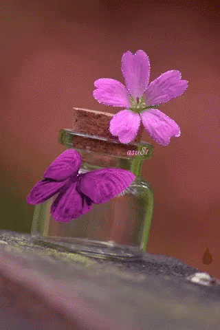 Purple Butterfly Wings Water Bottle GIF
