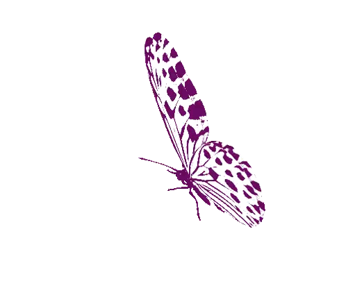 Purple Butterfly with Black Spots
