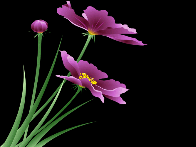 Purple Cosmos Flower GIF